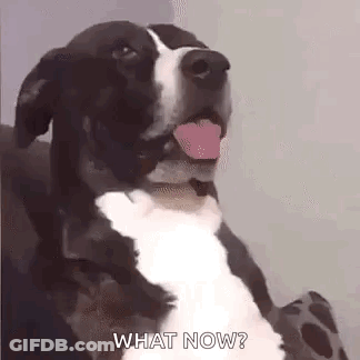 Black And White Dog Sitting On Couch With Tongue Out Saying What Now GIF