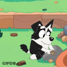 Black And White Dog Sitting On Rock GIF
