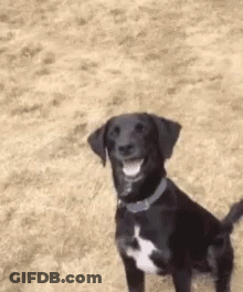 Black And White Dog Smiling On Dirt Field GIF