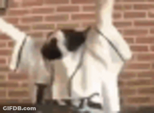 Black And White Dog Standing By Brick Wall GIF