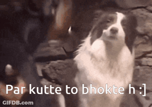 Black And White Dog Standing In Front Of Sign Saying Par Kutte To Bhokte H GIF