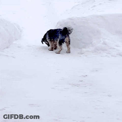 Black And White Dog Standing In Snow GIF