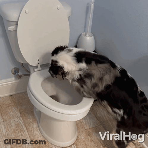 Black And White Dog Standing Next To Toilet Viralhog GIF