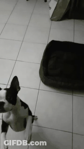 Black And White Dog Standing On Tiled Floor GIF