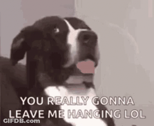 Black And White Dog Sticking Tongue Out Saying You Really Gonna Leave Me Hanging Lol GIF