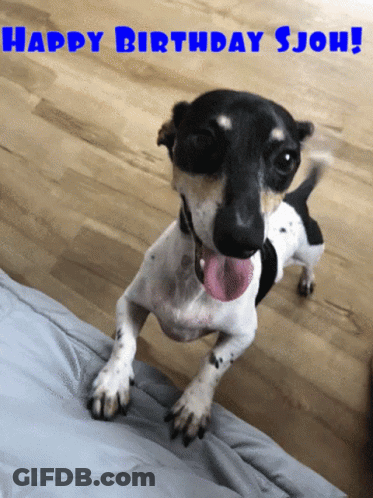 Black And White Dog Tongue Out Happy Birthday Sjoh GIF