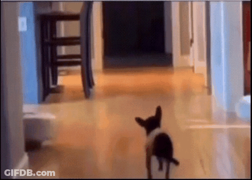 Black And White Dog Walking Down Hallway GIF