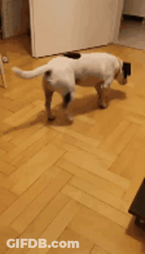 Black And White Dog Walking Next To Remote Control GIF
