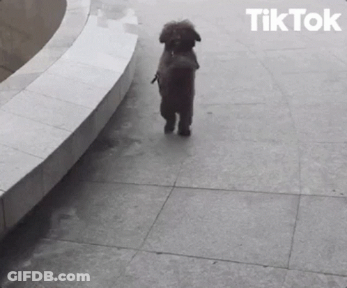 Black And White Dog Walking On Sidewalk TikTok GIF