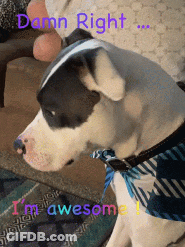 Black And White Dog Wearing Bandana Saying Damn Right I'm Awesome GIF