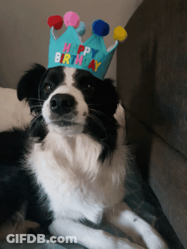 Black And White Dog Wearing Happy Birthday Crown GIF
