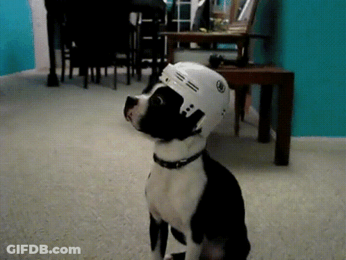 Black And White Dog Wearing White Helmet GIF
