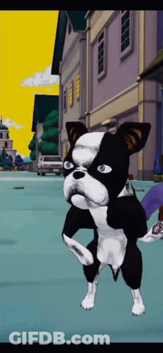 Black And White Dog With Blue Eyes Standing GIF