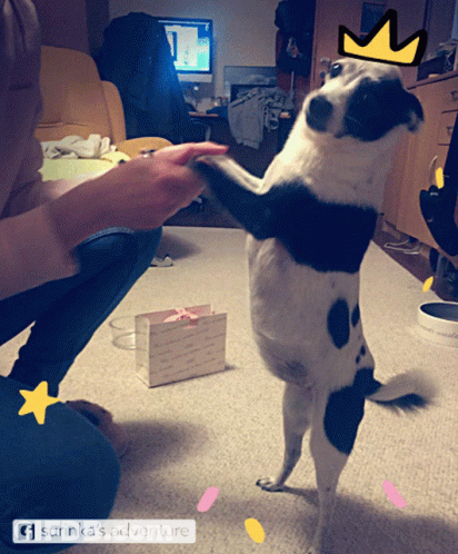 Black And White Dog With Crown Standing GIF
