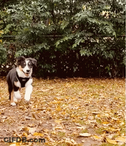 Black And White Dog With Harness Running Through Leaves GIF