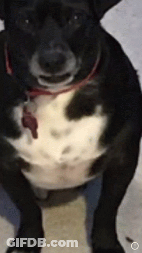 Black And White Dog With Red Collar And Tag GIF