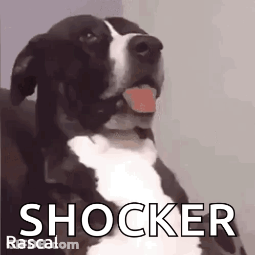 Black And White Dog With Tongue Out Saying Shocker Rascal GIF