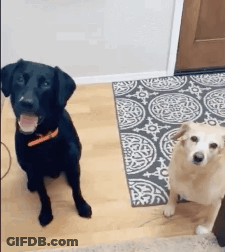 Black And White Dogs Standing Together GIF