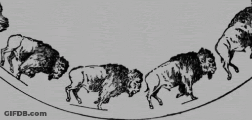 Black And White Drawing Of Bison Walking On Curve GIF