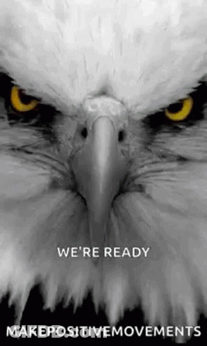 Black And White Eagle Head On Blue Background GIF