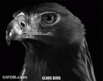 Black And White Eagle Head Saying Glare Bird GIF