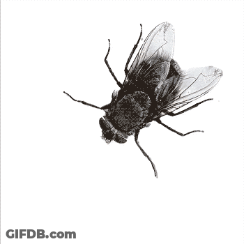 Black And White Fly GIF