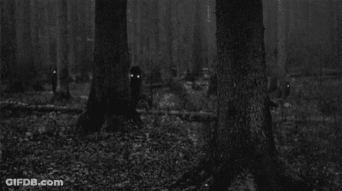 Black And White Forest At Night GIF