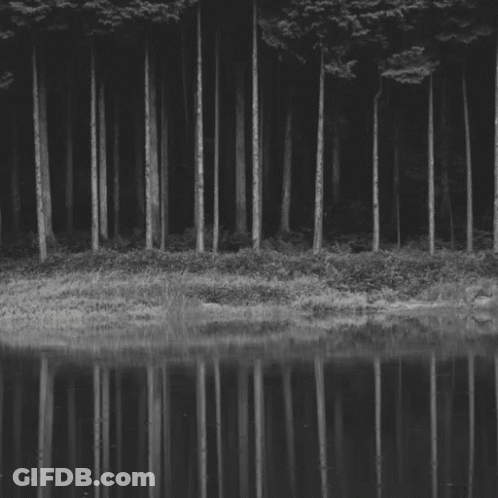 Black And White Forest With Pack Elwood GIF