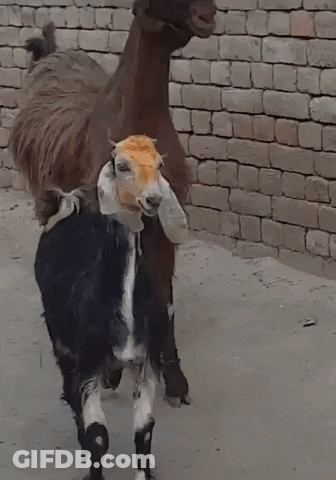 Black And White Goat Beside Brown Goat GIF