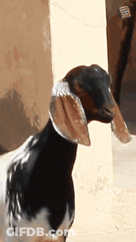 Black And White Goat Standing By Door GIF