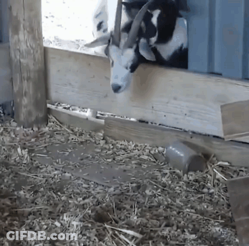 Black And White Goat Sticking Head Out Of Wooden Fence GIF