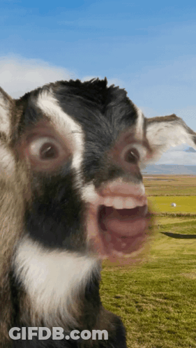 Black And White Goat With Mouth Open GIF
