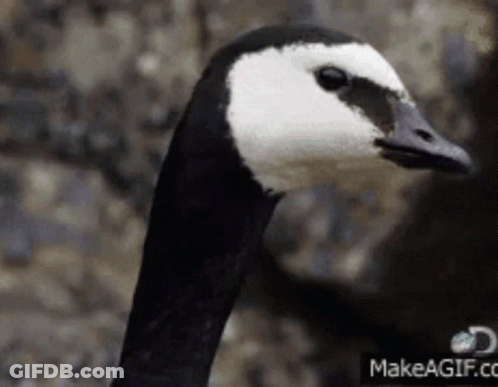 Black And White Goose Head With Makeagif.com Logo GIF