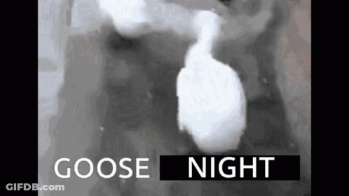 Black And White Goose Saying Goose Night GIF