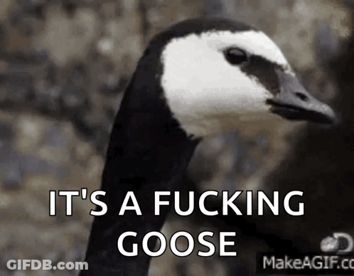 Black And White Goose Saying It's A Fucking Goose GIF
