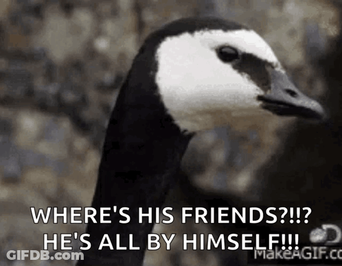 Black And White Goose Saying Where's His Friends GIF