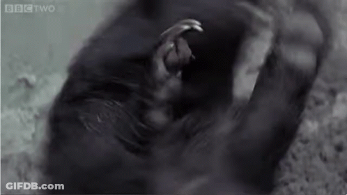 Black And White Gorilla BBC Two GIF