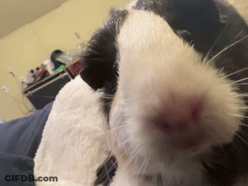 Black And White Guinea Pig Close Up GIF