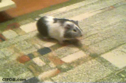 Black And White Guinea Pig Walking GIF