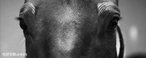 Black And White Horse Face And Eyes GIF