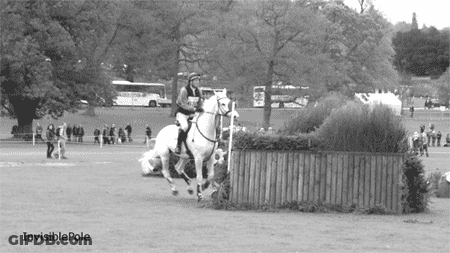 Black And White Horse Jumping Over Fence Invisible Pole GIF