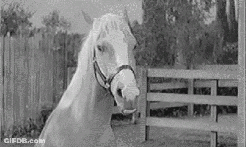 Black And White Horse Next To Fence GIF