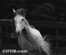 Black And White Horse Running GIF
