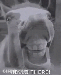 Black And White Horse Saying Hello GIF