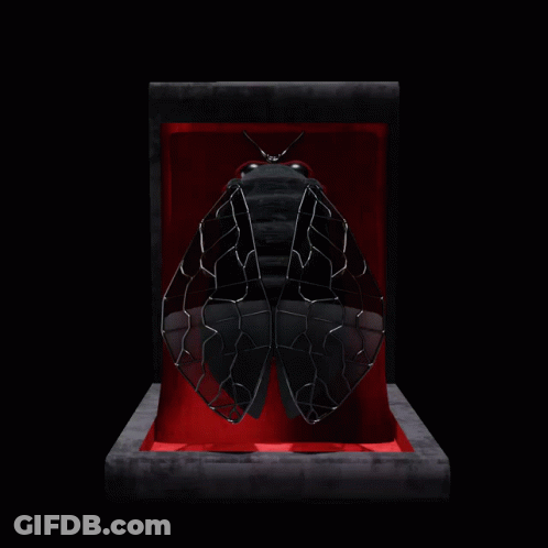Black And White Insect In La Cigale Box GIF