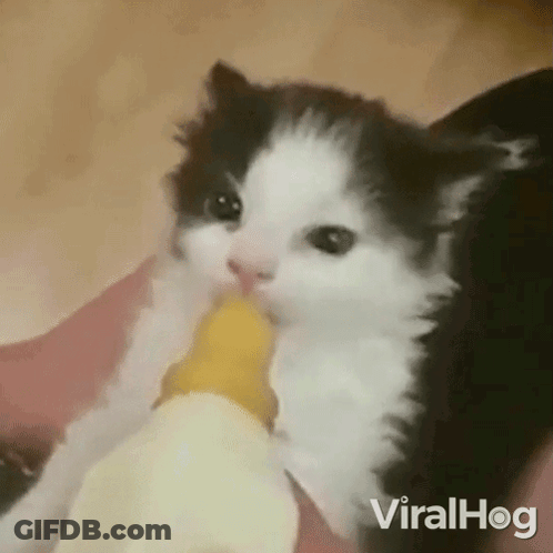 Black And White Kitten Drinking Milk From Bottle GIF