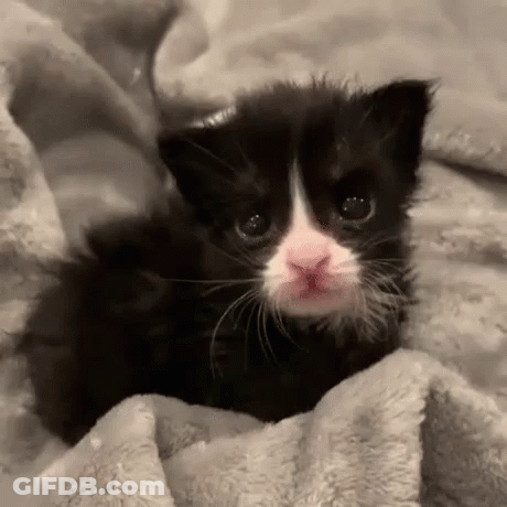 Black And White Kitten Laying On Blanket GIF