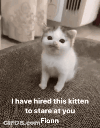 Black And White Kitten On Cardboard Box GIF