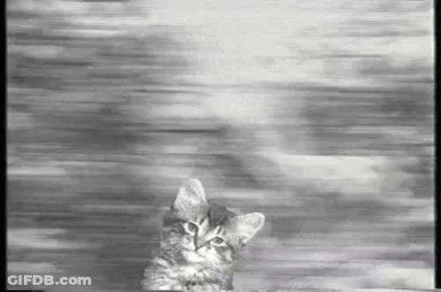 Black And White Kitten On Table GIF