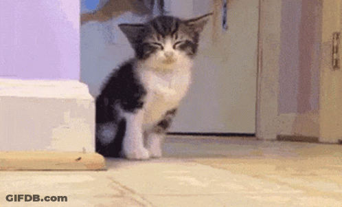 Black And White Kitten Sitting In Hallway GIF